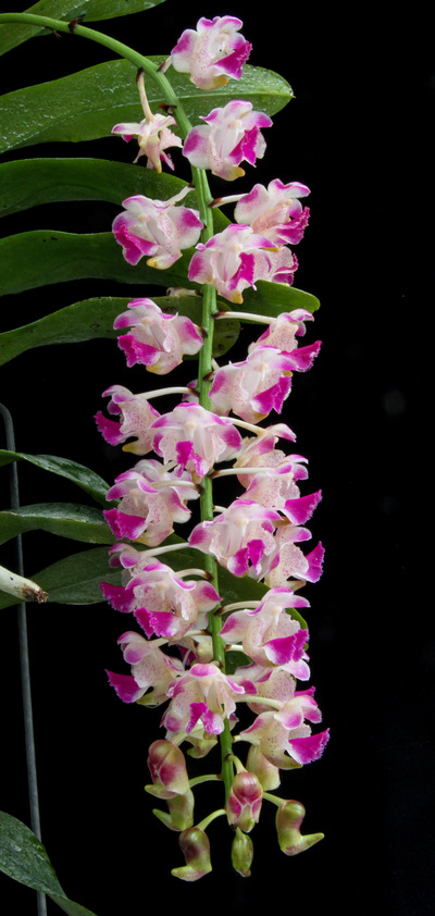 Aer. Korat Koki -2086