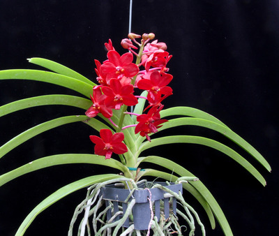 Van. Crownfox Red Gem-1507