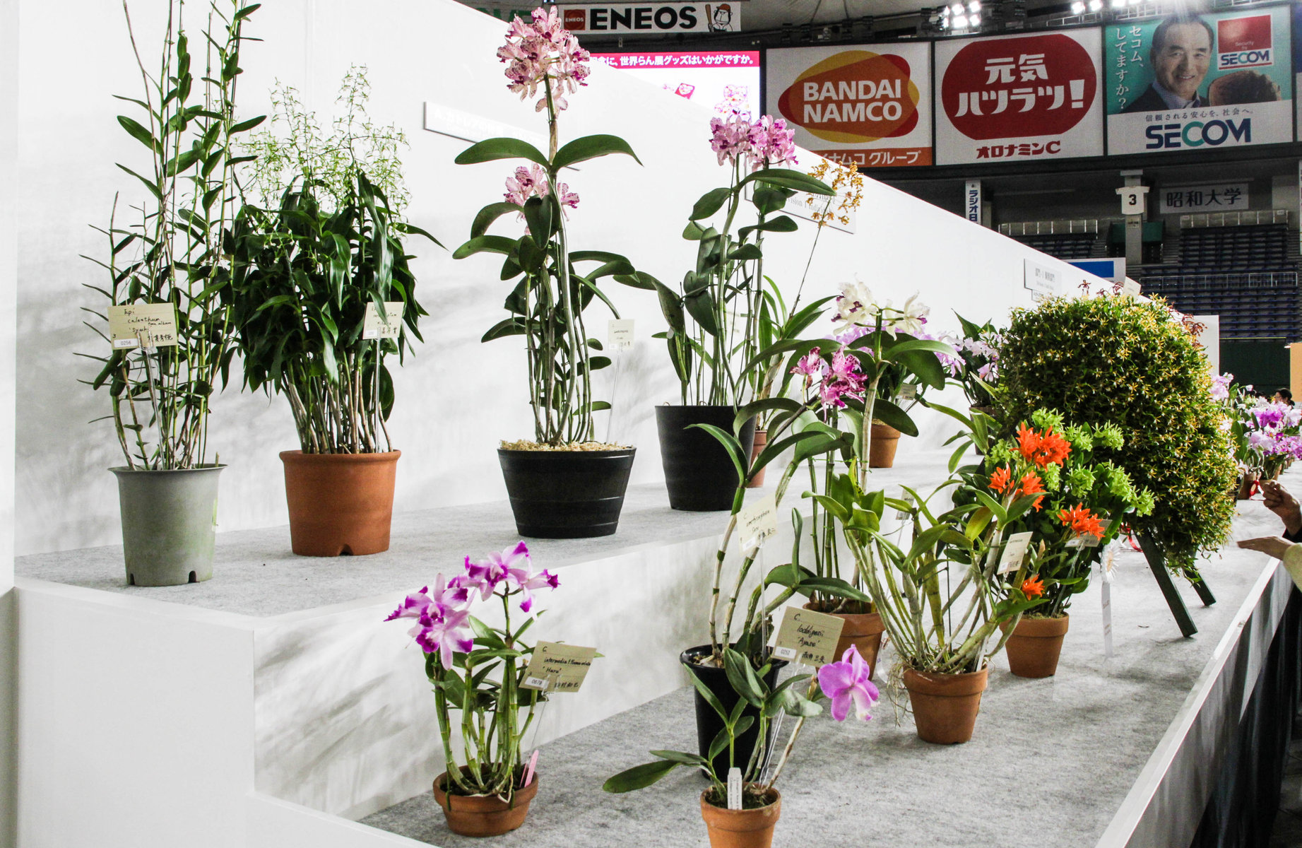 世界らん展日本大賞2017 カトレアの仲間 原種 : ランと遊ぶ
