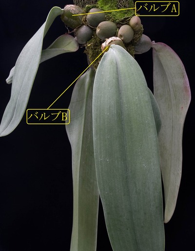  phalaenopsis-1043