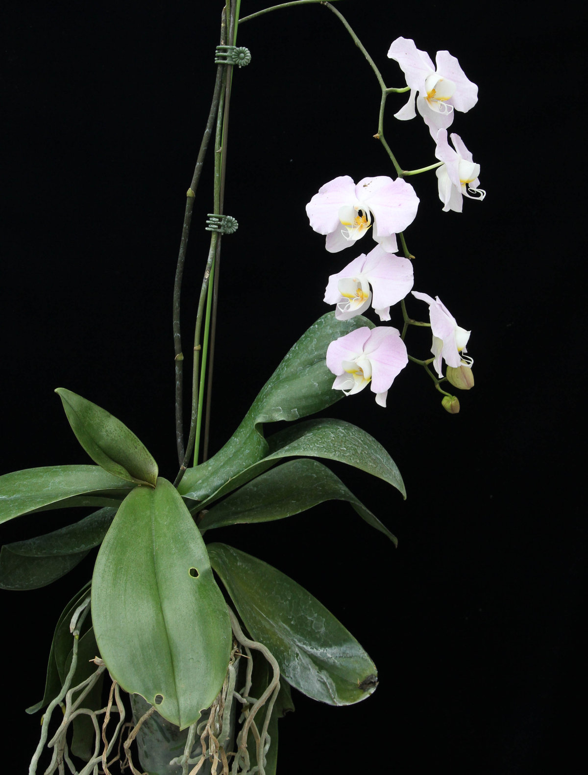 sanderiana 洋蘭原種 Phal. 希少種 (144) 汎用ヒト型決戦兵器 洋蘭原種 (