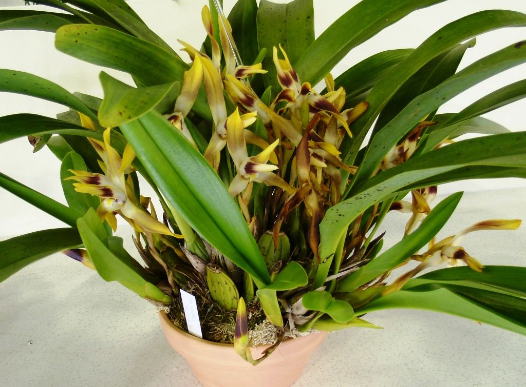 期間限定出品‼️［洋蘭原種］Cleisocentron abasii x sib クレイソ