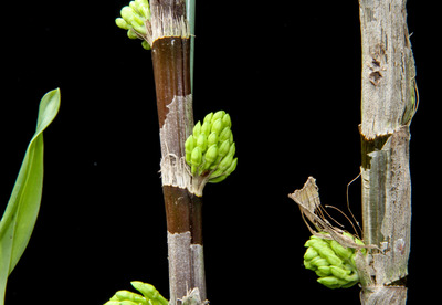 Den. bullenianum-4355