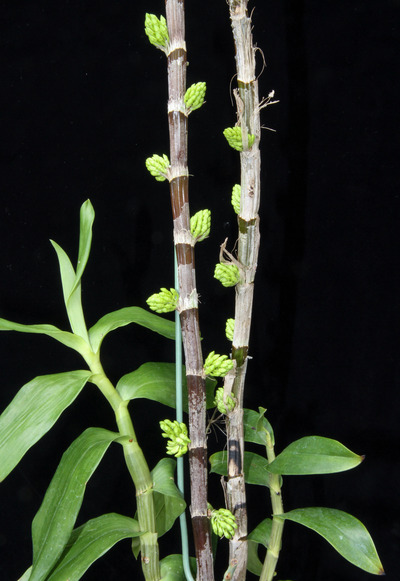 Den. bullenianum-4350