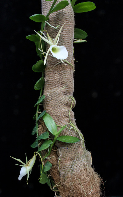 Angcm. infundibulare-3720