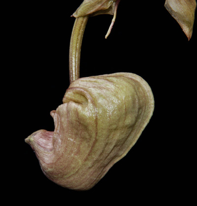 Coryanthes trifoliata-18-