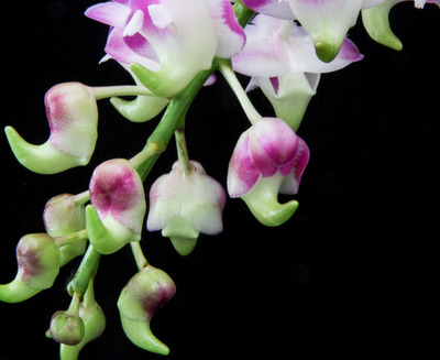 Aerides lawrenceae-2486