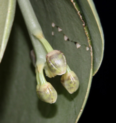 Phal. gigantea 'Aso'-6022
