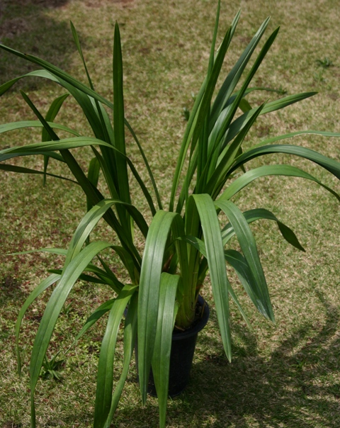 世界で一番長い葉を持つ蘭 ランと遊ぶ