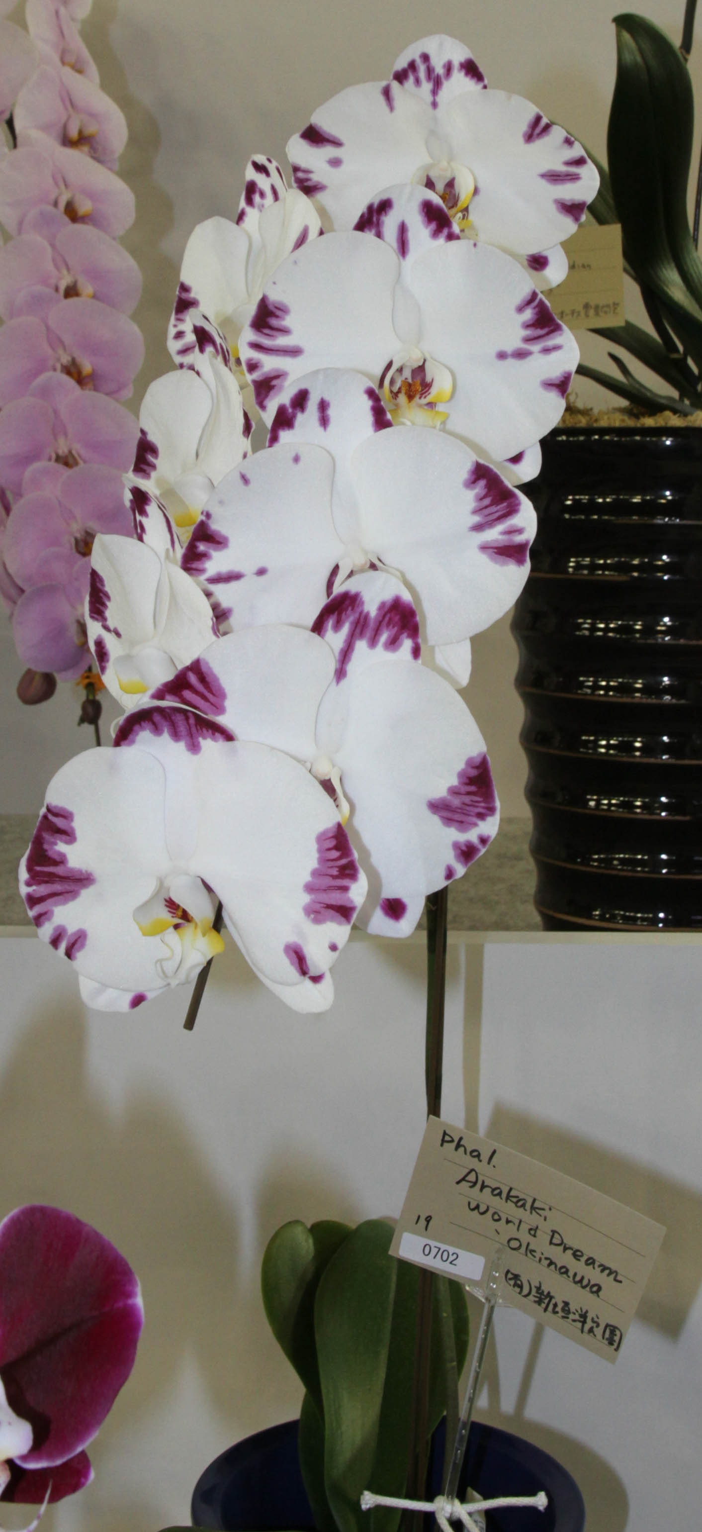 世界らん展日本大賞2016-8 個別審査部門(Phal.) : ランと遊ぶ 世界らん展日本大賞2016-8 個別審査部門(Phal.) : ランと遊ぶ