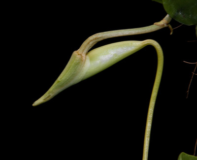 Angcm. infundibulare -3535