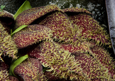 Bulb. phalaenopsis-0858