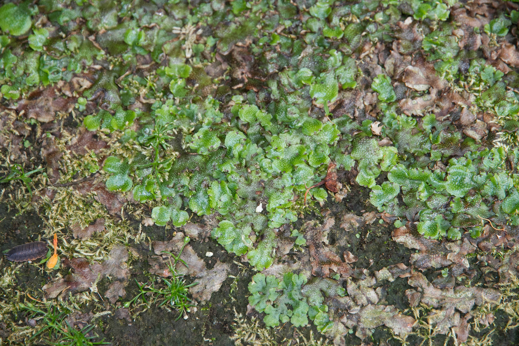 苔退治 ランと遊ぶ