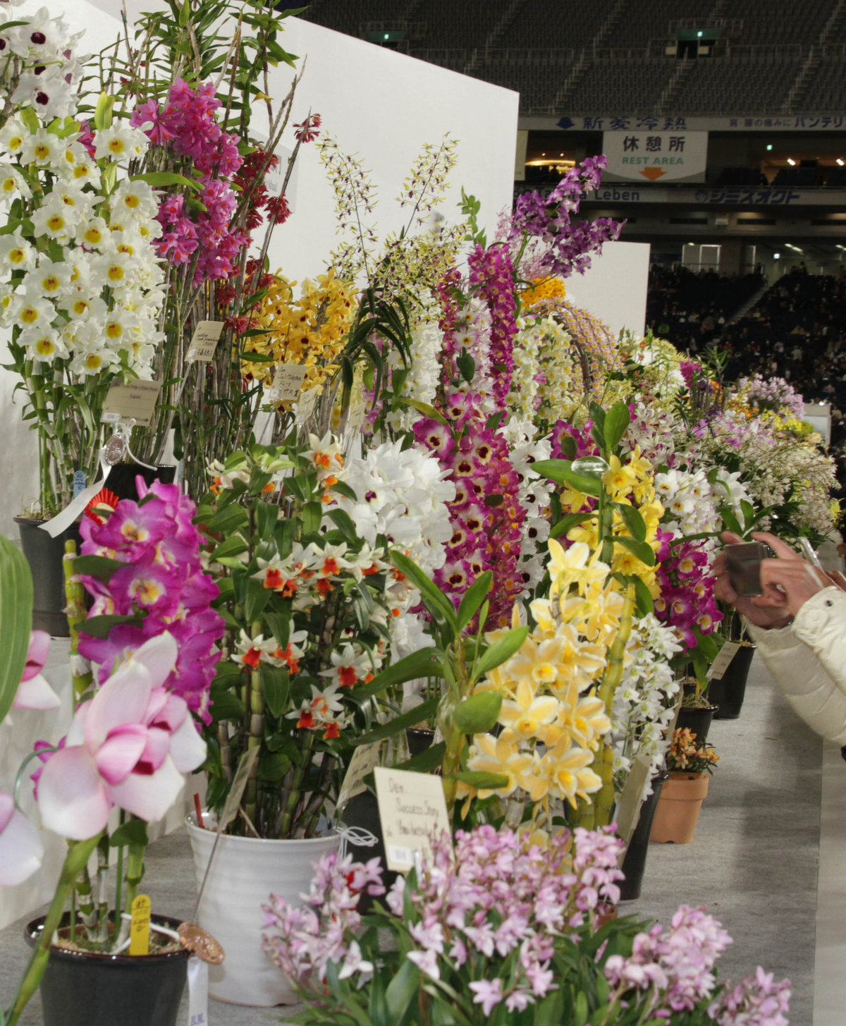 世界らん展日本大賞17 デンドロビウムの仲間 交配種 ランと遊ぶ 世界らん展日本大賞17 デンドロビウムの仲間 交配種 ランと遊ぶ