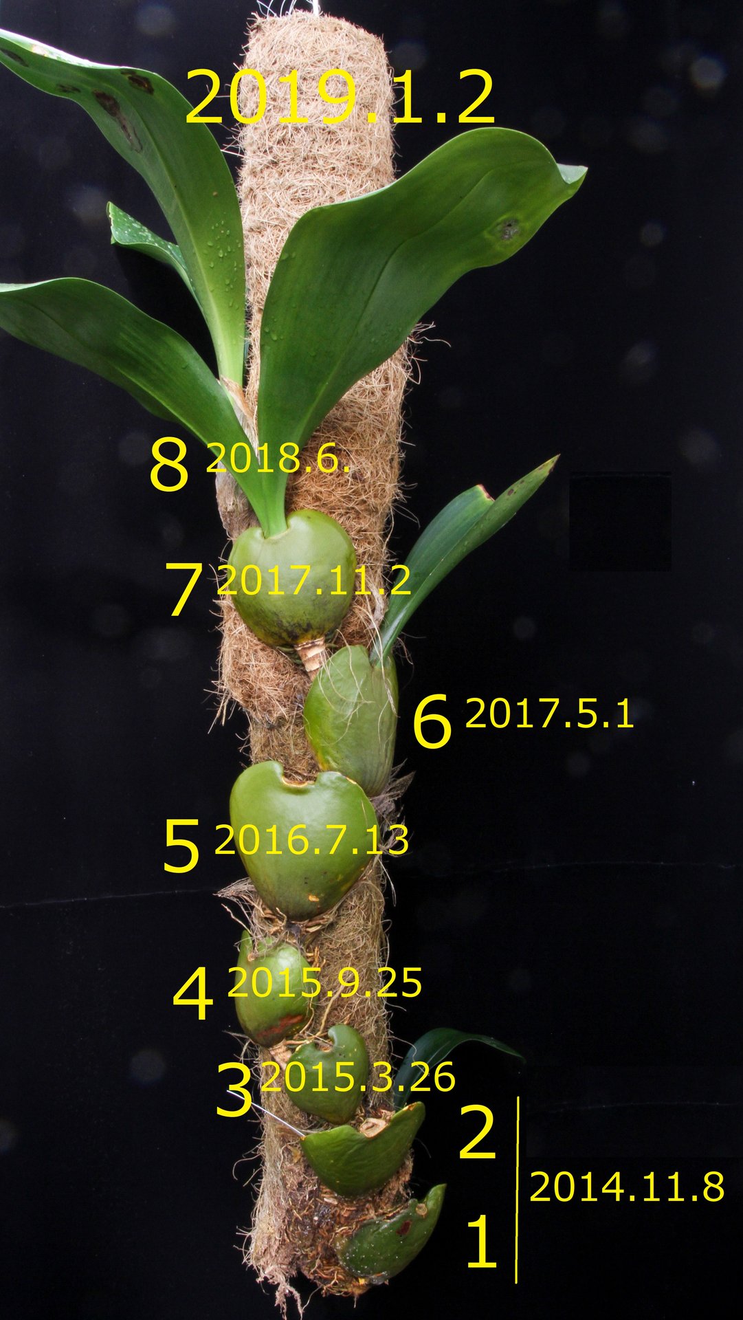 Bulb Hamelinii 熱意がバルブの大きさを決定 ランと遊ぶ