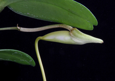 Angcm. infundibulare-3729