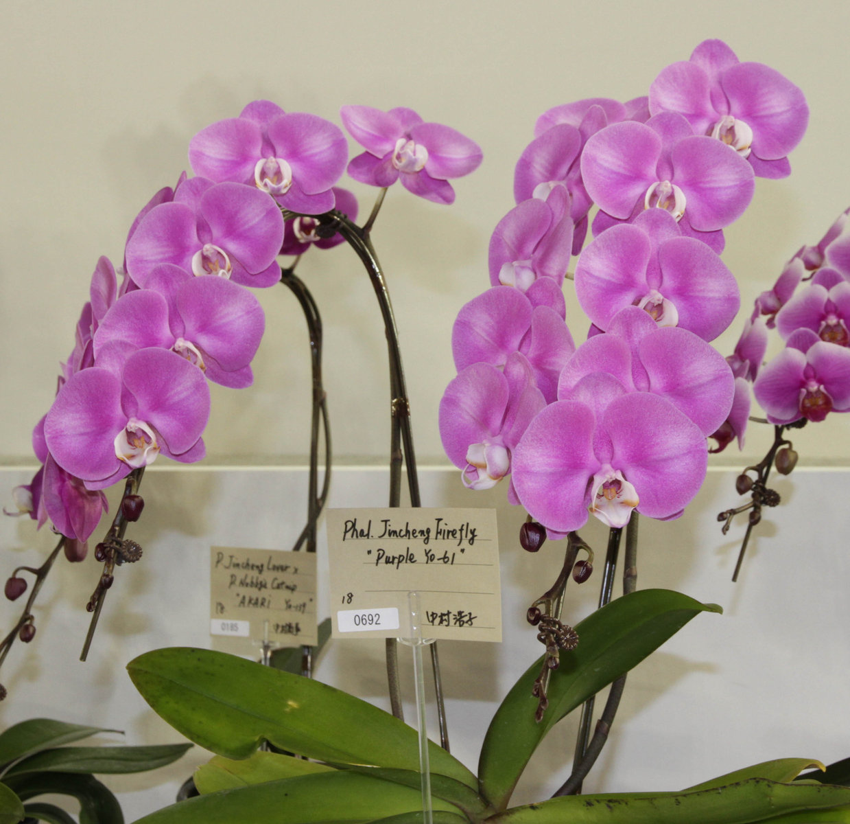 世界らん展日本大賞2016-8 個別審査部門(Phal.) : ランと遊ぶ 世界らん展日本大賞2016-8 個別審査部門(Phal.) : ランと遊ぶ