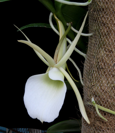 Angcm. infundibulare-3739