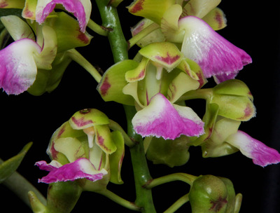 Aerides houlletiana-2383