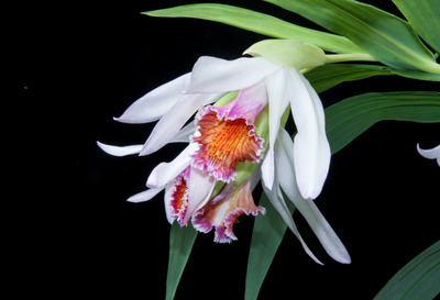 Thunia brymeniana-0662