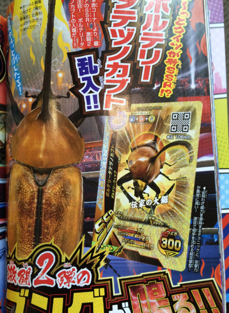 最新情報 タケのムシキングに明け暮れる日々