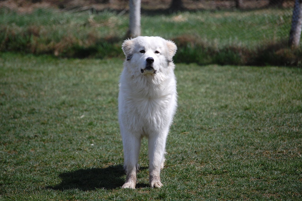 イヌとヒトのあいだ ピレネー犬アファンの原野日記