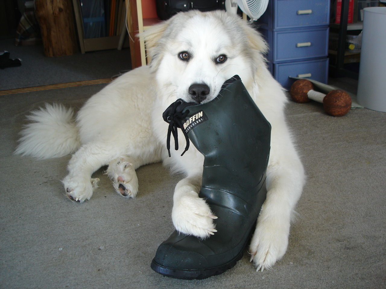 Image result for Great Pyrenees 犬 噛む靴