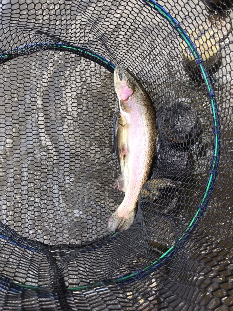 Manaの気ままな釣り日記 エンゼルフォレスト那須白河フィッシングブログ