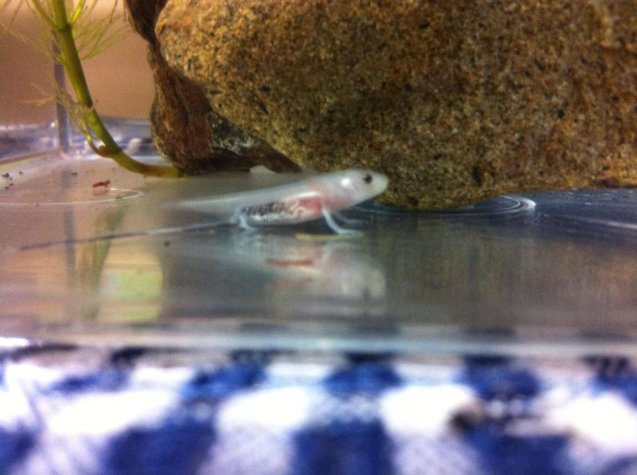 ウーパールーパー可愛すぎワロタwwwwwwww 儲け速報