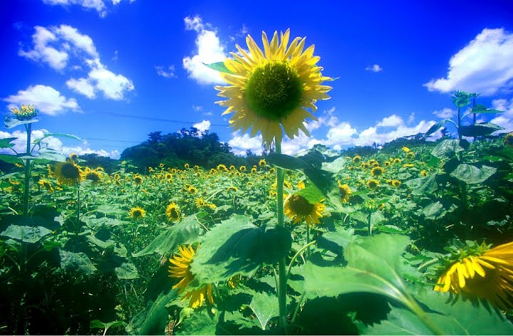 https://livedoor.blogimg.jp/affiri009-001/imgs/9/1/91f3e5b1.jpg