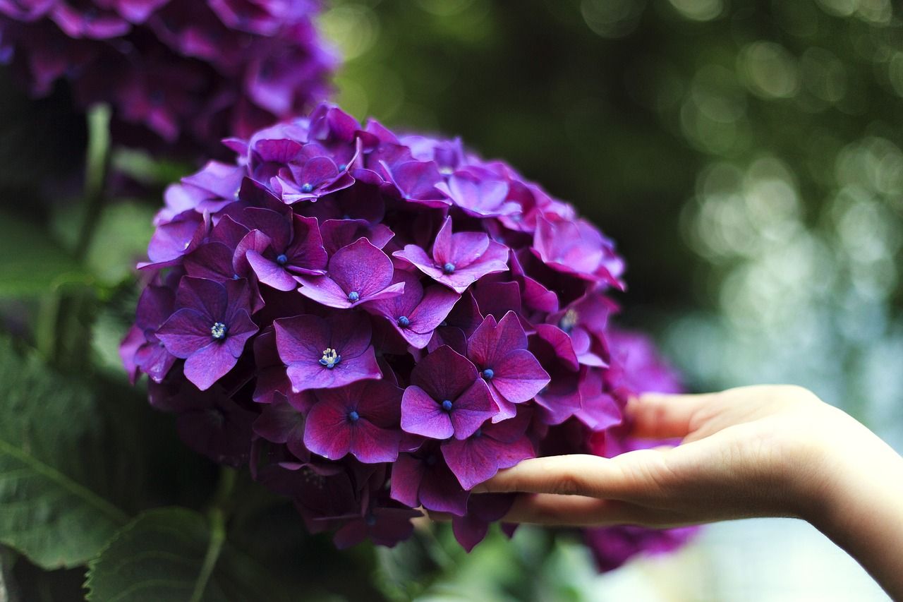 bloom-1853360_1280