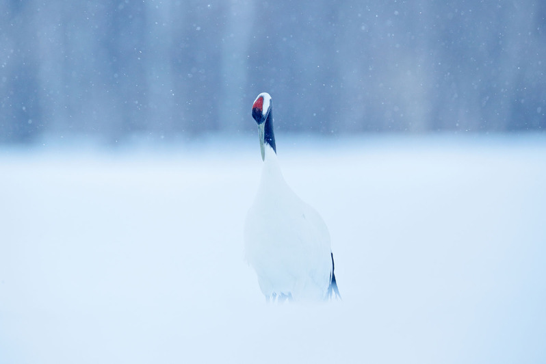 storyblocks-red-crowned-cr