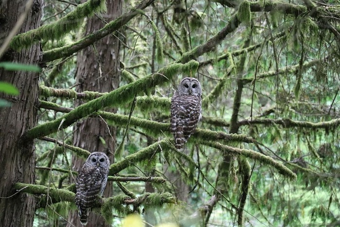 owl-2650635_1280