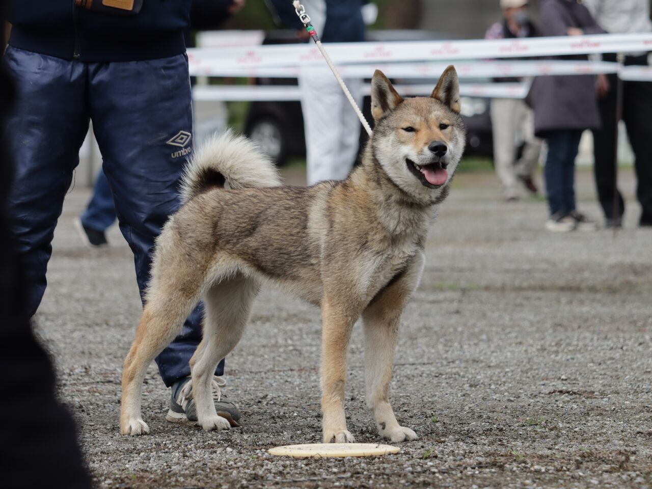 日本犬保存会展覧会 令和5年 春季 三多摩支部展 Vol.3 中型雌 : life