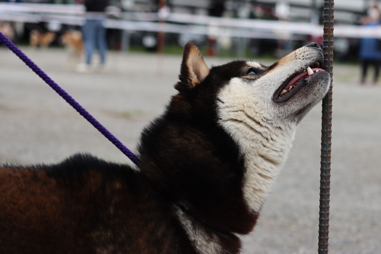 柴犬ノラ黒さま③ 殿（でん） × いくら 2023年8月6日生まれ｜生後40日｜成長過程