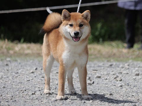 日本犬保存会展覧会 令和6年春季 関東連合展（神奈川） Vol.5 小型雌