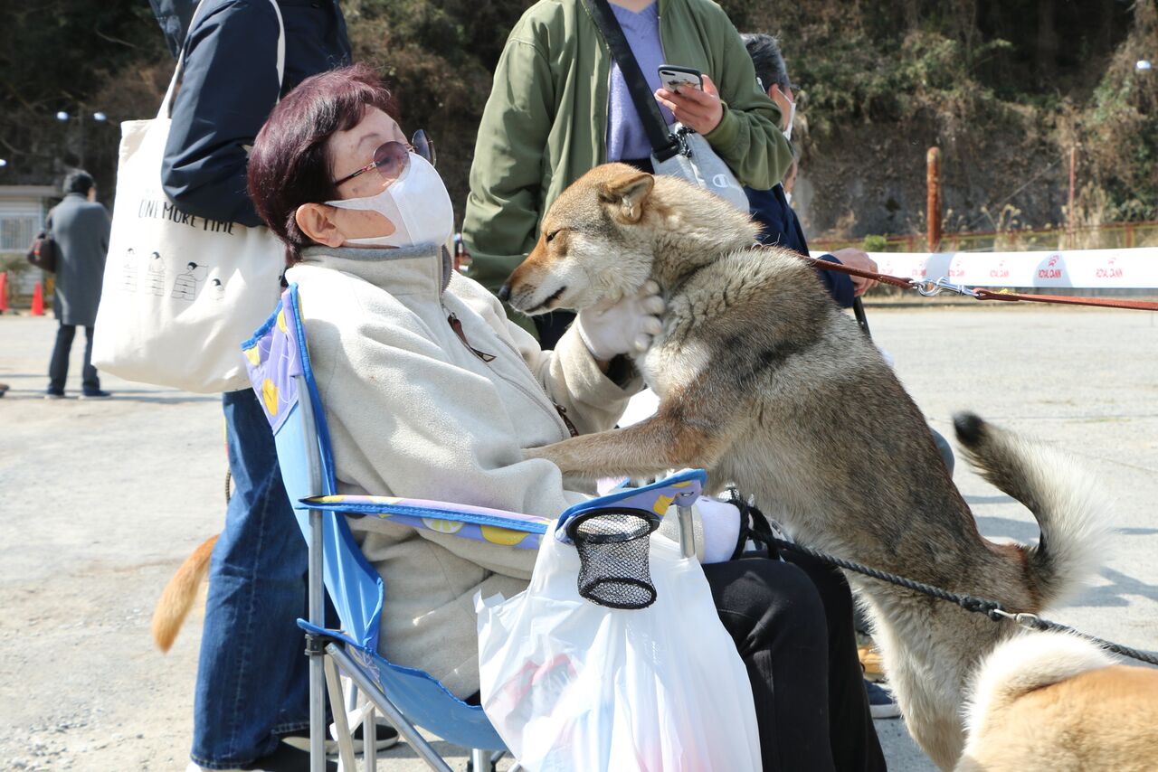 日本犬保存会 年春季展覧会 三多摩展 Vol 3 四国犬 雌 Life With Ranran Lili