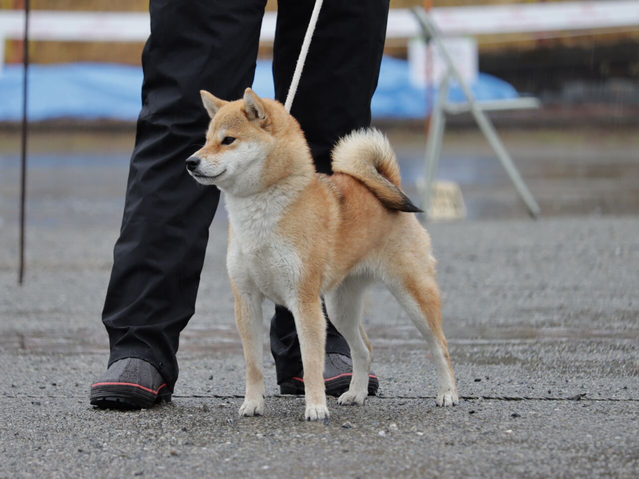 日本犬保存会展覧会 令和7年春季 三多摩支部展 Vol.8 小型雌・壮犬
