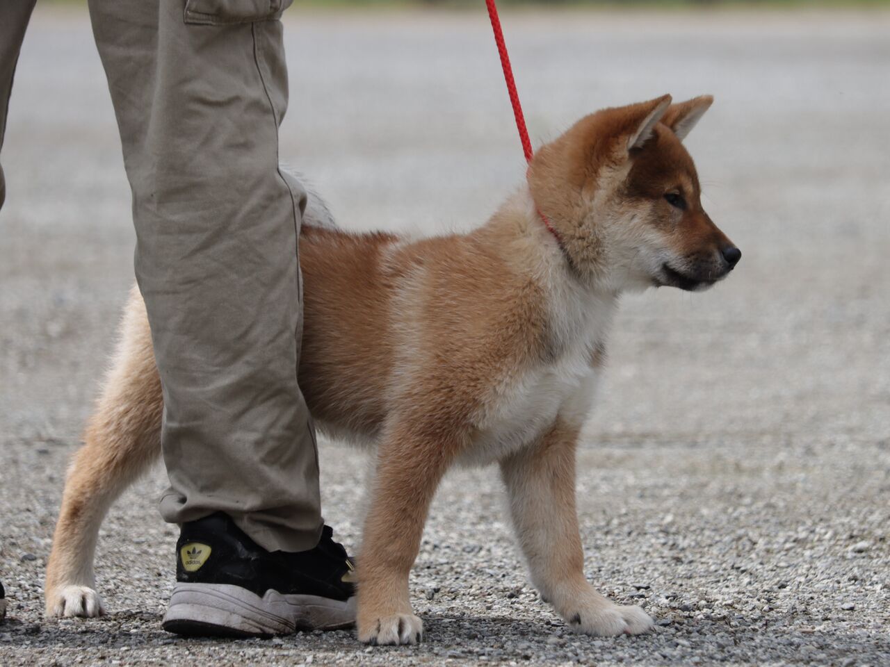 日本犬保存会展覧会 令和5年 春季 三多摩支部展 Vol.3 中型雌 : life