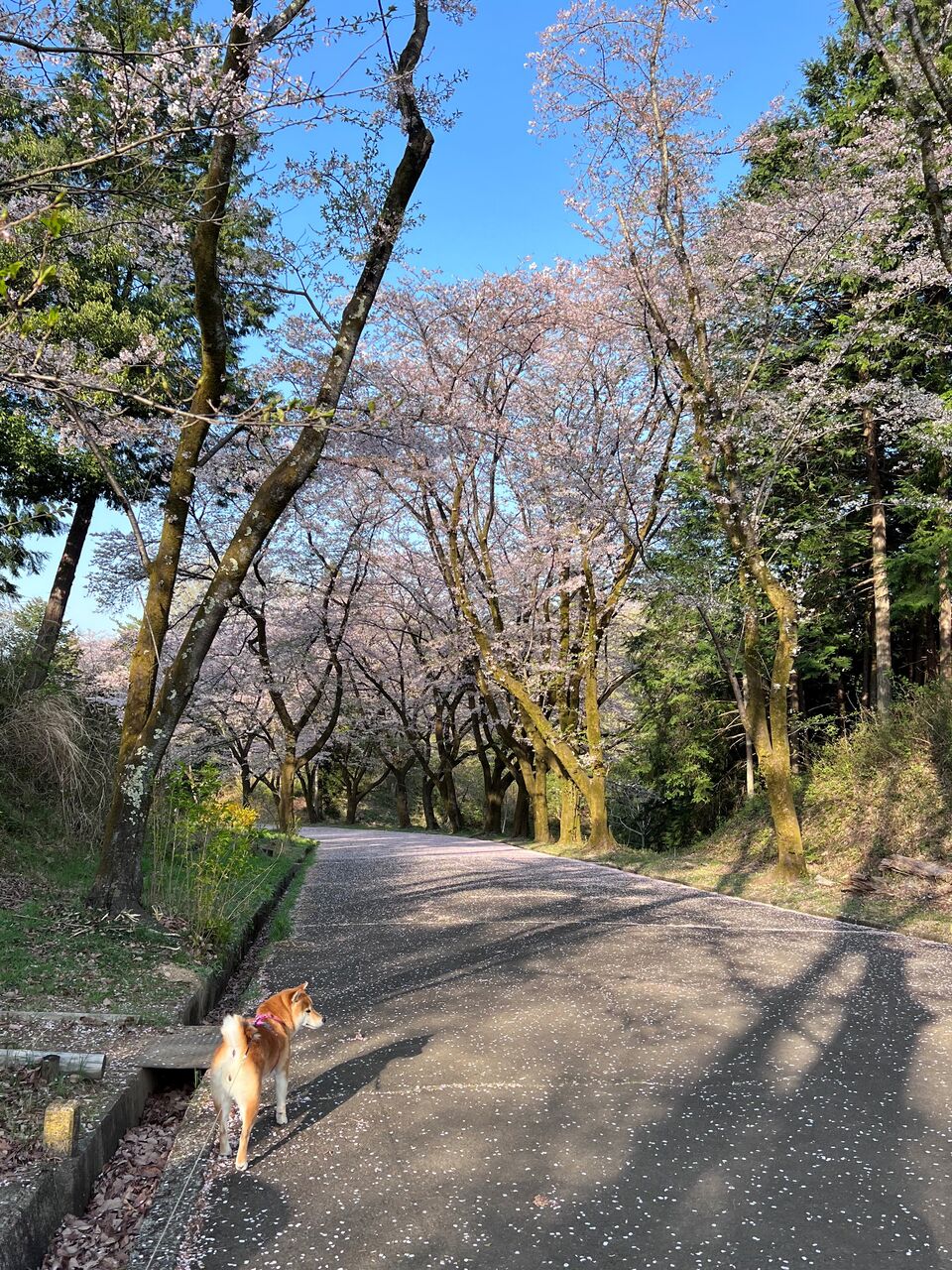 見納め