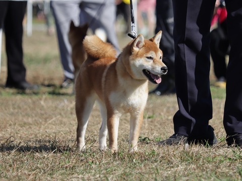 社団法人　日本犬保存会ブロンズ像です。34年前。とても貴重品！大幅値下げです。 社団法人 日本犬保存会ブロンズ像です。34年前。とても貴重品！大幅