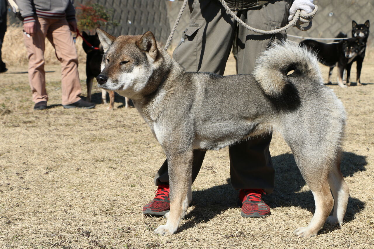 日本犬鑑賞会 逗子 Vol 2 Life With Ranran Lili