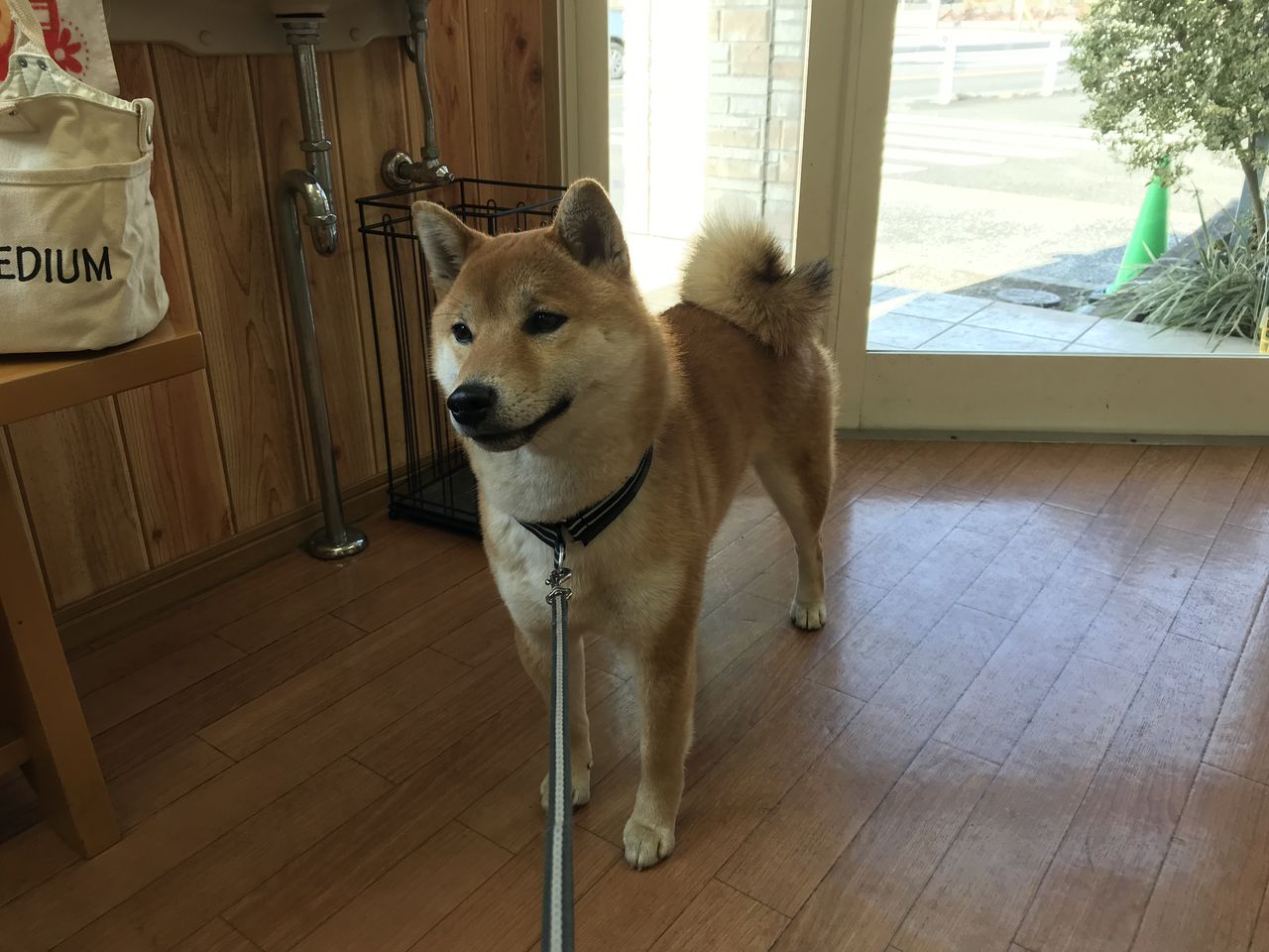 ストルバイト消えず Life With Ranran Lili