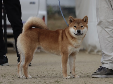 日本犬保存会創立五十周年史　上下巻 日本犬保存会創立五十周年史 上下 / 古本、中古本、古書籍の通販