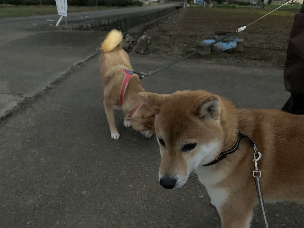 Life With Ranran Lili