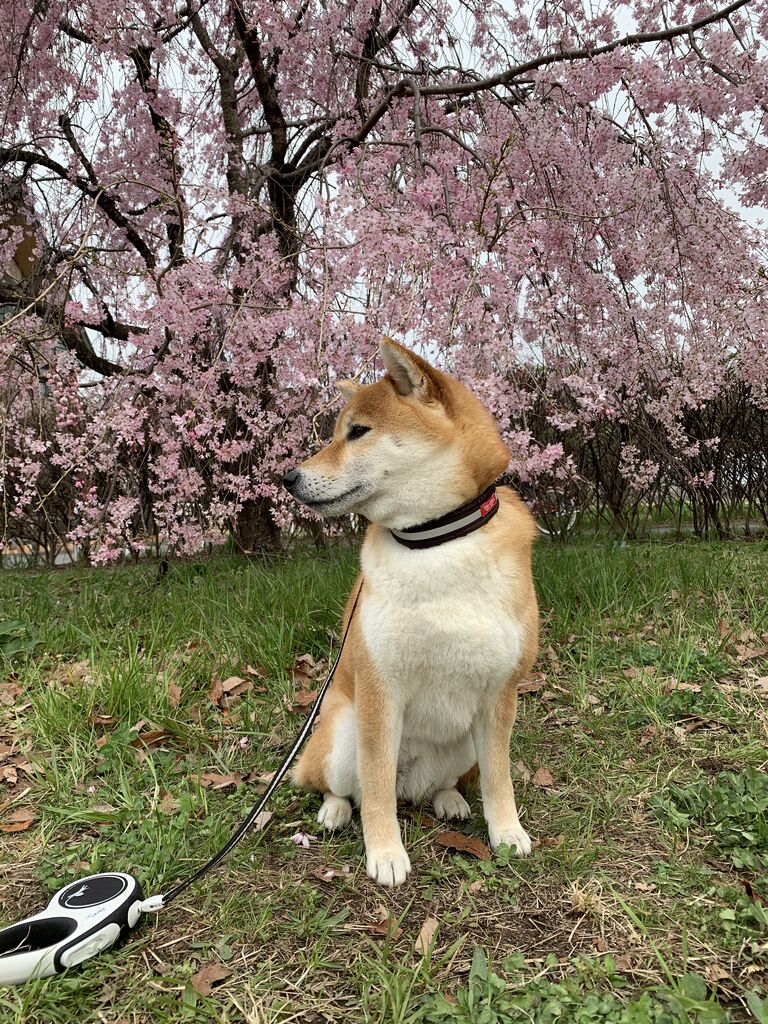 多摩川中央公園の桜並木 Life With Ranran Lili 多摩川中央公園の桜並木 Life With Ranran Lili
