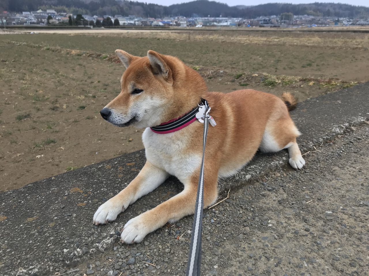 犬用おっとっと Life With Ranran Lili