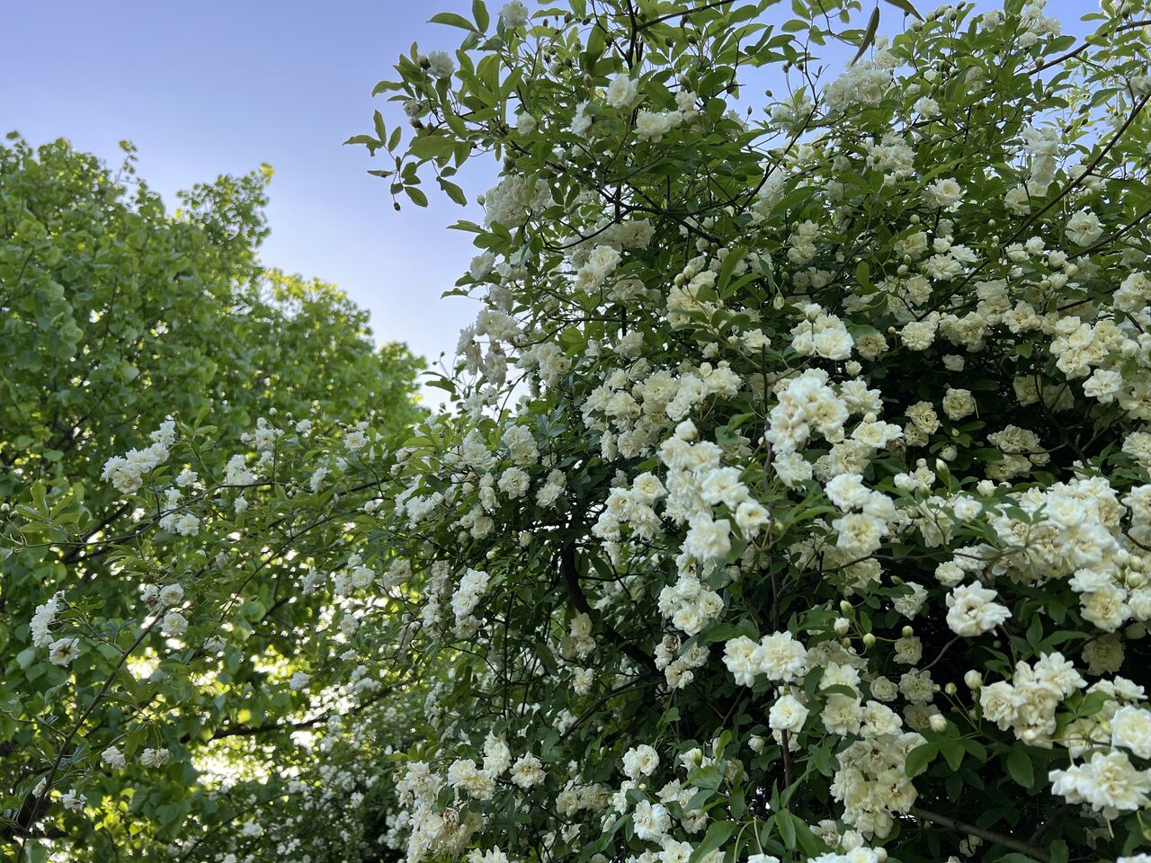 薬香草園にて Life With Ranran Lili 薬香草園にて Life With Ranran Lili