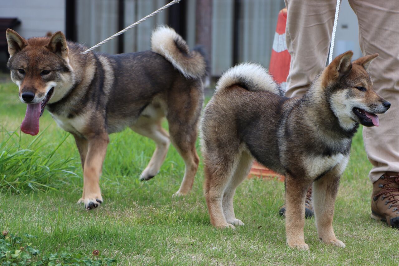 日本犬保存会 令和4年春季展覧会 三多摩展 Vol 1 四国犬 幼稚 幼 若組 Life With Ranran Lili