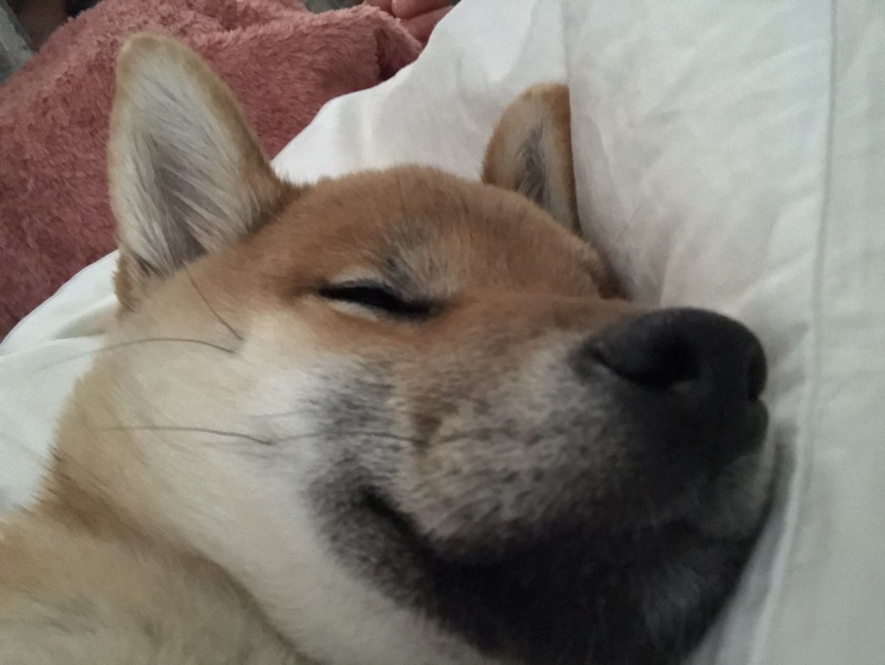 彩の森入間公園 ジョンソンタウン 富士見公園 Life With Ranran Lili